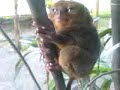 Sleepy tarsiers