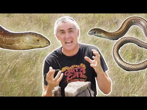 YouTube reptile video