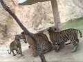 Tiger Temple in Thailand (Wat Pa Luang Ta Bua)