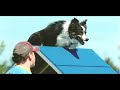 BLAZE 2007 USDAA AKC AGILITY BORDER COLLIE