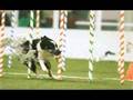 BLAZE 2007 USDAA AKC AGILITY BORDER COLLIE