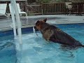 Afternoon swim Afternoon swim