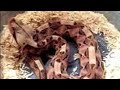 My New Rhino and Gaboon Viper