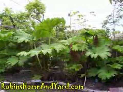 how to grow gunnera