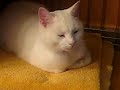 My Lazy Cat Monty