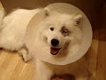 dog with one eye dog with one eye