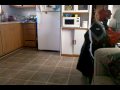 English mastiffs getting ready for run