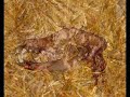 Rescate de galgos en Burgos (Maurice & Chevalier)