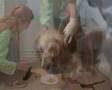 Rescate de galgos en Burgos (Maurice & Chevalier)