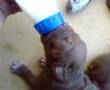 youssoufia pitbull