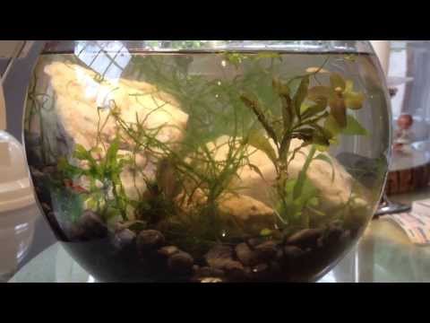 how to make a self sustaining ecosphere