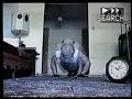 Superflo 1020 halfway non stop pushups 1Hr 32 min(age63) Superflo 1020 halfway non stop pushups 1Hr 32 min(age63)