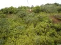 zipline on kauai zipline on kauai