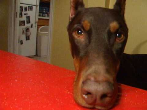 Doberman Pincer