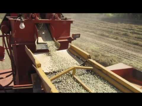 how to harvest epazote