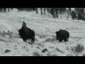 videos de Yellowstone - zima 2008/2009