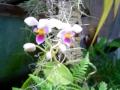flower minute 39 flower minute 39