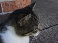 My Cat Skitz