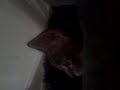 Girl meows just like cat 2