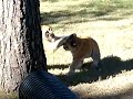 Baby Tigers