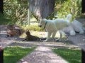 Kuvasz