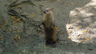 Get Skinky at Audubon Zoo!