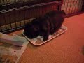 Boedha pups 4 weken 014.avi