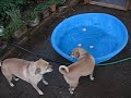 Chumba would starve for Lilly-bell, Period!