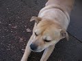 Chumba would starve for Lilly-bell, Period!