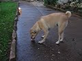 Chumba would starve for Lilly-bell, Period!