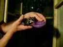 Sugar Glider