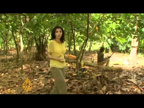 Ivory Coast's bittersweet cocoa industry