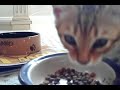 bengal kitten eats
