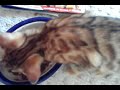 bengal kitten eats