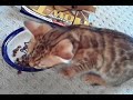 bengal kitten eats