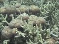 Maldives-Parasite de coraux?