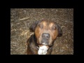 Click here to watch this video barneyforever.wmv
