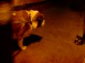 Large Dog, Small Cat, ep. 008
