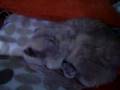 Sleeping scottish fold cat