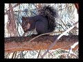 Western Gray Tree Squirrel Western Gray Tree Squirrel
