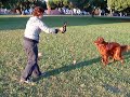 REd Setter Artie plays