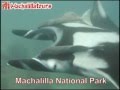 Scuba Diving Machalilla National Park Ecuador ...