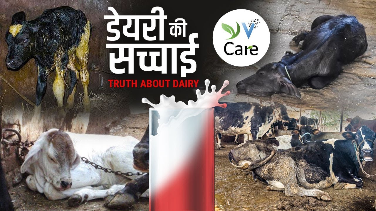 डेयरी की सच्चाई | Truth About Dairy | Vegan Hindi India