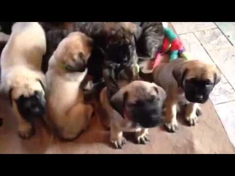 English Mastiffs saying hello