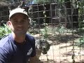 snow leopard: species spotlight  big cat tv