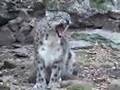 Snow Leopard: Species Spotlight- Big Cat TV
