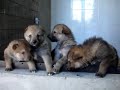 chiot chien loup tchecoslovaque