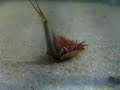 Ecdysis of a Triops