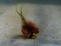 Ecdysis of a Triops Ecdysis of a Triops