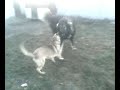 ciobanesc caucazian 11 luni vs pui malinois
